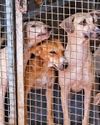 SC orders relocation of stray dogs to shelters in Delhi-NCR SC orders relocation of stray dogs to shelters in Delhi-NCR25