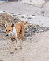 City lacks adequate infra to shelter 2L stray dogs8