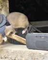 Tanzanian 'hero rats' sniffing out danger, disease Tanzanian 'hero rats' sniffing out danger, disease37