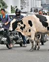 AMC chief fumes over stray cattle menace, laari parking9