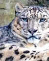 Snow leopard count up by 62% over 4 years44