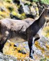 Himalayan species are facing survival challenges45