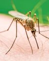 Malaria can cause severe brain damage37