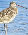 Slender-billed curlew, a migratory bird, extinct now29