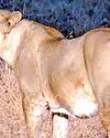 Forest dept starts probe into 'suspicious' death of lioness12