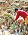 Crop damage: Govt's relief package for farmers soon11