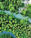Rainforest fund gets $5.5bn boost Rainforest fund gets $5.5bn boost32