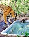 Minister confirms return of tiger to Gujarat forest10