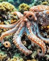 New deep-sea 'Octopus Squid' discovered in Arabian Sea28