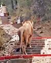 Stray lion sighted on Palitana temple steps7