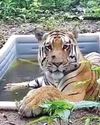 Tigress for lone tiger: experts to visit state, assess situation9