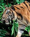 India loses 166 tigers in 2025: NTCA data India loses 166 tigers in 2025: NTCA data22