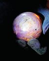Lanka unveils rare purple star sapphire21
