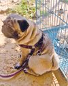 City's family dogs pushed to pavements amid fear, illness1