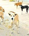 Morocco 'shooting, burning' dogs ahead of World Cup 2030 Morocco 'shooting, burning' dogs ahead of World Cup 203027