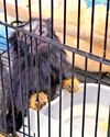 Crime Branch busts racket of selling exotic animal, birds12