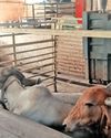AMC's AI cattle ID sys completes dry run2