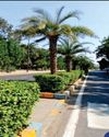 Riverfront blooming with 4.5 lakh trees in six years0