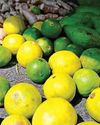 Nimbu khatte hain! Rising prices force homes to go easy on lemons1