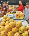 With record-breaking crop, it's a bumper year for Kesar mango With record-breaking crop, it's a bumper year for Kesar mango8