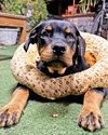 Rottweiler brutally attacks boy at Vastrapur bungalow Rottweiler brutally attacks boy at Vastrapur bungalow6