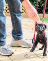 How to train your puppy2