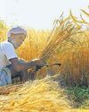 India opens wheat export taps as global prices rise5