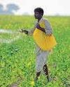 Fertilizer subsidy set to zoom on West Asia war impact Fertilizer subsidy set to zoom on West Asia war impact19