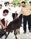 Mission Dir HADP visits dairy projects in Marh block The Northlines