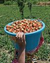 'Strawberry Village' braces up as harvesting season begins The Northlines