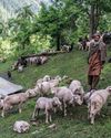 Nomadic family loses over 25 sheep after alleged medical negligence The Northlines