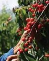 Imported cherry varieties – from Italy, Bulgaria – fetch premium prices in Kashmir The Northlines