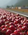First Cherry Cargo train set to roll from J&K to Mumbai next month The Northlines