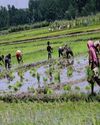 Thaejkads in full swing across Kmr amid water woes; farmers toiling hard to meet deadline Thaejkads in full swing across Kmr amid water woes; farmers toiling hard to meet deadline