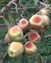Spider mite infestation sparks concern among apple growers The Northlines