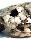 Ancient fish bones reveal clues about the evolution of eating The Northlines