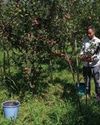Decades-old irrigation scheme in Moshwara lies defunct, apple growers face crisis The Northlines