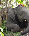 WII study blames electrocution as major reason for elephant deaths in Assam24