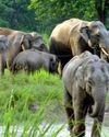 Decimation of pachyderm landscape in Odisha triggers human-elephant conflict2