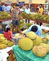Jackfruit festival begins in Mysuru7