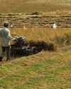 Farmers rush to wrap up harvest near border35