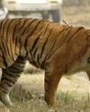 Tiger attacks kill 2 in M'rashtra23