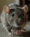 Rat bite horror grips Patna’s NMCH hospital27