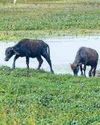 Dalit family assaulted in UP over cattle trespass19