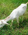 IUML kicks up row over Bakrid holiday in Kerala14
