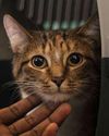 HC junks 'abduction' case of missing cat7