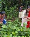 Goa's long tradition of preserving wild veggies32
