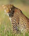 Locals catch leopard after it attacks man in C'ballapur9