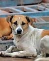 Dogs injure 15 in 70 hrs in Uttara Kannada6