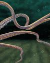 OCTOPUS FARM19
